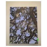Canvas Print of Tree Branches Against Sky