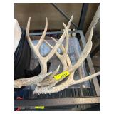 Natural Deer Antlers