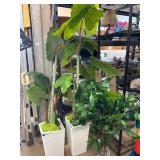 Artificial Plants in White Planters, Set of Three