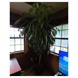 Large Potted Dracaena Fragrans Plant