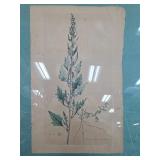 Chenopodium Rubrum Botanical Engraving