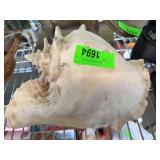 Large Natural Conch Seashell