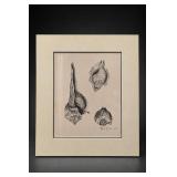 Framed Signed Shell Illustration