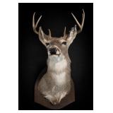 Mounted Deer Head Taxidermy