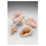 Decorative Seashell Collection