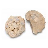 Calycoceras Fossil Ammonite Pair