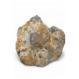 Ammonite Fossil In Rock Matrix