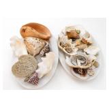 Mixed Seashell Collection Decorative Display
