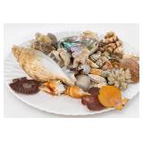 Seashell Collection With Coral On Display Platter
