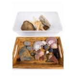 Seashells, Rocks & Minerals Collection