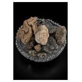 Stromatolite Fossil Rock Collection