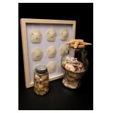 Sand Dollar Shadow Box & Seashell Jars