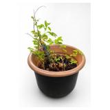Potted Blueberry Bush