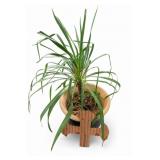 Potted Beaucarnea Ponytail Palm Plant