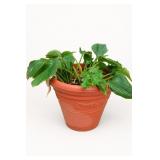 Potted Hosta Plant
