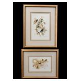 Signed Elena Olivera Framed Bird Prints, Set Of 2