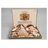 Punch Corona Manuel Lopez Cigar Box Shell Display