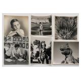 Black & White Dinosaur Photograph Lot