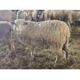 Gordon & Mary Ann Galloway Live Auction