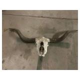 Texas Longhorn skull