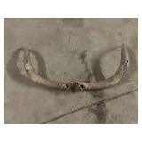 Set Of Longhorn horns