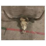 Large longhorn Steer Skull with Unpolished horns