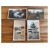 (4) Livestock Photos
