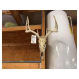2 Deer Skull Mount Collection