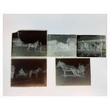 (5) Horses Glass Negatives