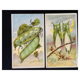 (2) Advance Thresher Co. Trade Cards