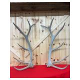 Pair of Elk Antler Sheds