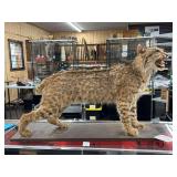 Full Body Bobcat Taxidermy Mount