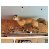 Taxidermy Red Fox Mount on Naturalistic Base