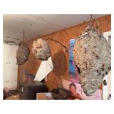 Collection of Three Natural Wasp Nests