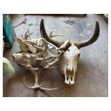 Collection of Animal Skulls and Antler Mounts