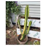 Large Potted Euphorbia Trigona African Milk Tree Cactus