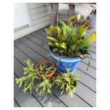 Assorted Potted Plants Including Peace Lily and Thanksgiving Cacti