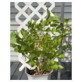 Potted Green Plant in Plastic Container with Trellis Support