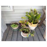 Assorted Potted Houseplants Collection with Planters