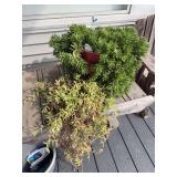 Potted Succulents Assortment Including Sedum