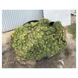 Large Established Hen and Chicks Succulent Plant in Upcycled Tire Planter