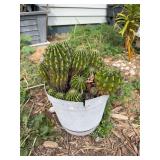 Potted Cactus Plant with Multiple Offsets in Plastic Planter