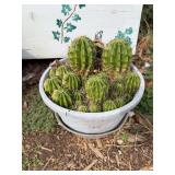 Potted Cluster Cactus in Plastic Planter