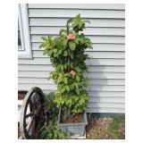 Large Potted Crown of Thorns Plant with Pink Flowers