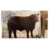 American Angus & Am. Shorthorn Association Prints