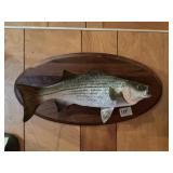 Striped Bass Mounted