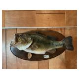 Large Mouth Mounted Bass