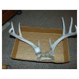 Set of White Tail Deer Antlers