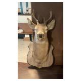 6 Point Mounted Buck