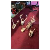 (5) Whitetail Dead Head Skulls W/Antlers